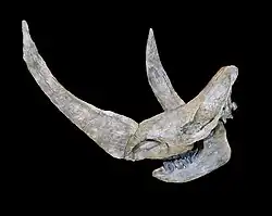 Woolly rhinoceros, complete skull