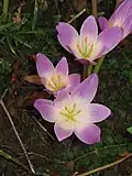 C. speciosum close-up