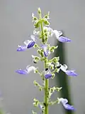 Coleus (false spike)