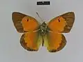 Dorsal view (male)