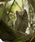 Juvenile in Nepal