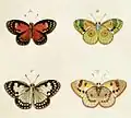 Male upper and underside Female upper and underside