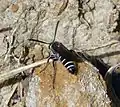 Colpa quinquecincta occidentalis male