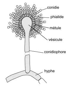 Aspergillus