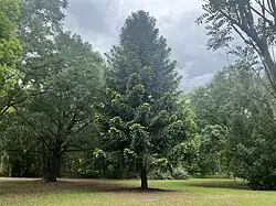 Conifer tree in the conifer garden.