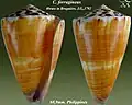 Conus ferrugineus Hwass in Bruguière, J.G., 1792