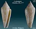 Conus gloriamaris Chemnitz, J.H., 1777