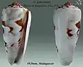 Conus gubernator Hwass in Bruguière, J.G., 1792