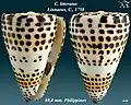 69.4&nbsp;mm, Philippines