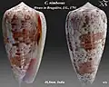Conus nimbosus Hwass in Bruguière, J.G., 1792