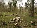 Larkey Valley Wood