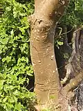 Trunk