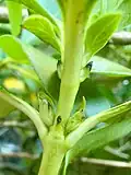 Stem and flower buds