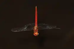 Male flying