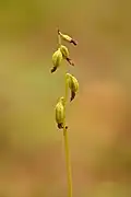 Infructescence