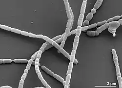 Coriobacteriaceae