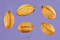 Seeds
