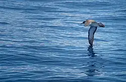 Corvo, Azores