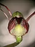Corybas hypogaeus flower detail