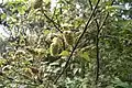 Corylopsis multiflora