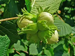 Hazelnut