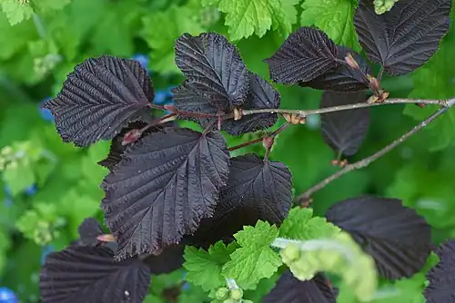 C. maxima 'Purpurea'
