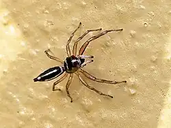 Male distinguished by the vertical white mark between the anterior median eyes