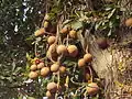 Fruit (Tamil Nadu, India)