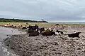 Cows on Chéticamp Island