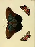Plate from De Uitlandsche Kapellen illustrating the iconotype of C. eurilochus