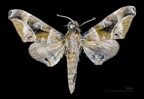 Male dorsal MHNT