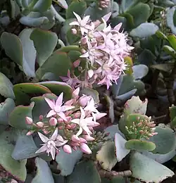 Closeup of flowers
