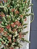 Crassula rupestris marnierana - Cologne University Botanical Collection