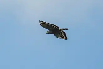 Crested serpent eagle