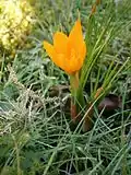 Crocus flavus