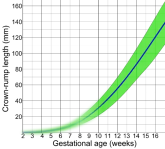 By crown-rump length (CRL)