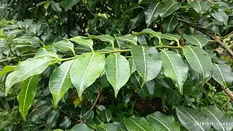 Cryptostegia leaves