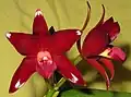 Ctt. Chocolate Drop 'Volcano Queen' (= C.&nbsp;guttata × Gur.&nbsp;aurantiaca)[6] (Formerly C.&nbsp;Chocolate&nbsp;Drop)