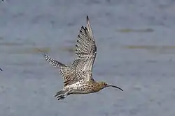 In flight, Argyll, Scotland