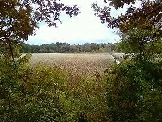 Marshland