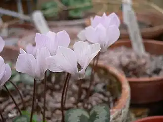 C.&nbsp;intaminatum
