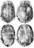 Cyclemys oldhamii carapace and plastron.