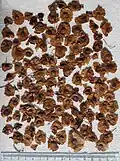 Winged nutlets