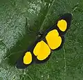 Cyllopoda jatropharia, Colombia