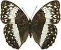 C. jodutta ciceronis female dorsal side