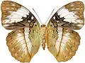 C. reinholdi vitalis female from CAR - ventral side