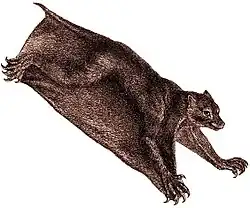 Cynocephalus volans