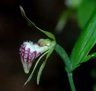 Cypripedium arietinum Ait. f.
