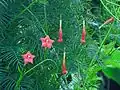 Flowers and foliage