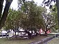 Šam-dud, a 750-year-old tree